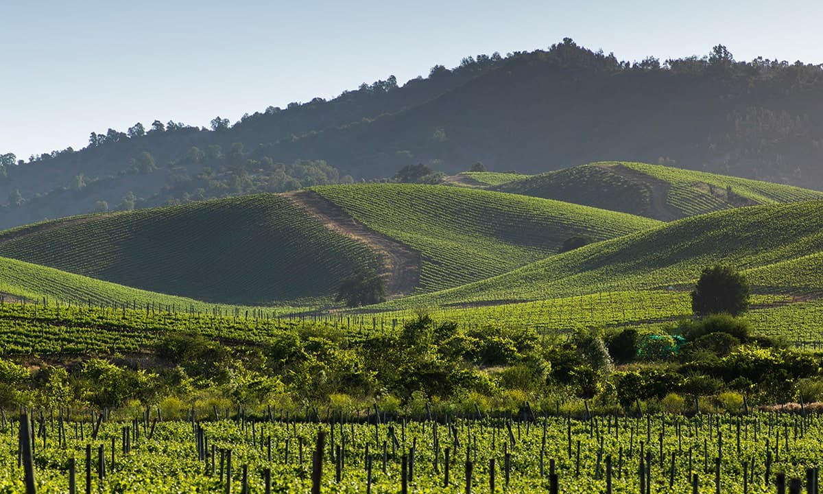 Tour al Valle de Casablanca